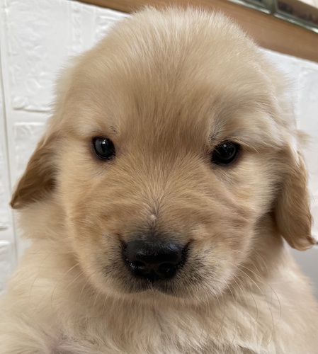 ゴールデン・レトリーバー 犬の販売・譲渡 5277 ゴールデンレトリバー女の子 チャンピオン直子