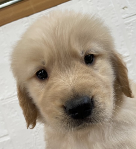 ゴールデン・レトリーバー 犬の販売・譲渡 5279 ゴールデンレトリバー男の子 チャンピオン直子