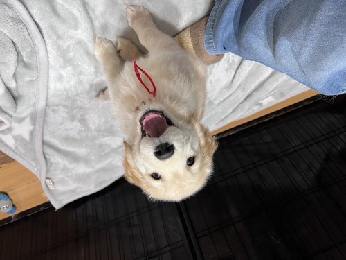 ゴールデン・レトリーバー 犬の販売・譲渡 5280 ラスト1匹、笑顔が素敵な女の子