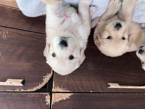 ゴールデン・レトリーバー 犬の販売・譲渡 5281 ゴールデンレトリバーの女の子