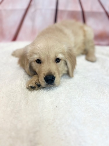 ゴールデン・レトリーバー 犬の販売・譲渡 5284 ゴールデンカラーの男の子