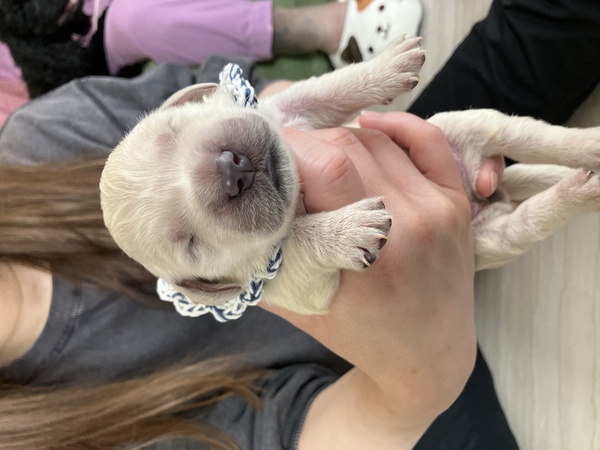 ゴールデン・レトリーバー 犬の販売・譲渡 5298 ホワイトゴールデン