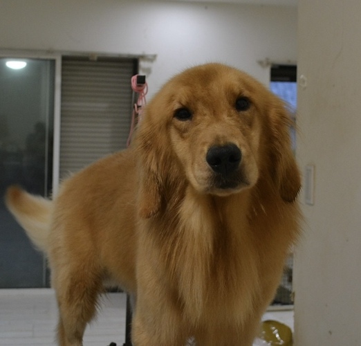 犬の販売 ゴールデン・レトリーバー (三重県)2歳男の子 No.5300