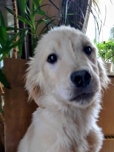 ゴールデン・レトリーバー 犬の販売・譲渡 5303 ゴールデンレトリバー仔犬