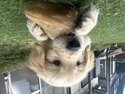 ゴールデン・レトリーバー 犬の販売・譲渡 5305 GW限定価格♪