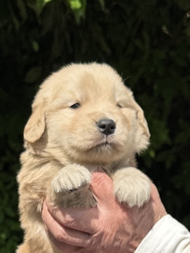 ゴールデン・レトリーバー 犬の販売・譲渡 5307 JKCチャンピオン直子