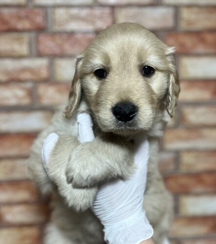ゴールデン・レトリーバー 犬の販売・譲渡 5308 ゴールデンレトリーバー