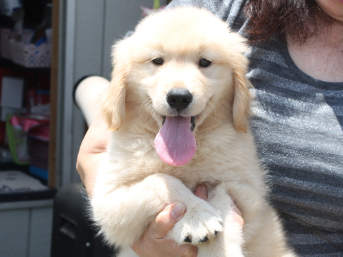 ゴールデン・レトリーバー 犬の販売・譲渡 5310 ご見学当日のお連れ帰り可☆両親遺伝子検査クリア