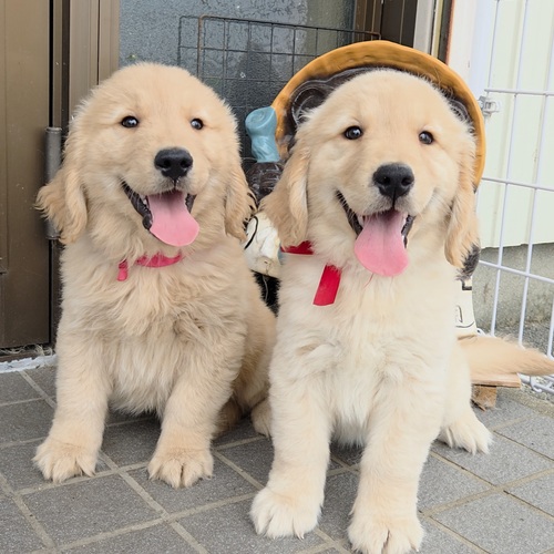 ◆可愛いく丸々なゴールデン◆女の子 犬の販売 5313