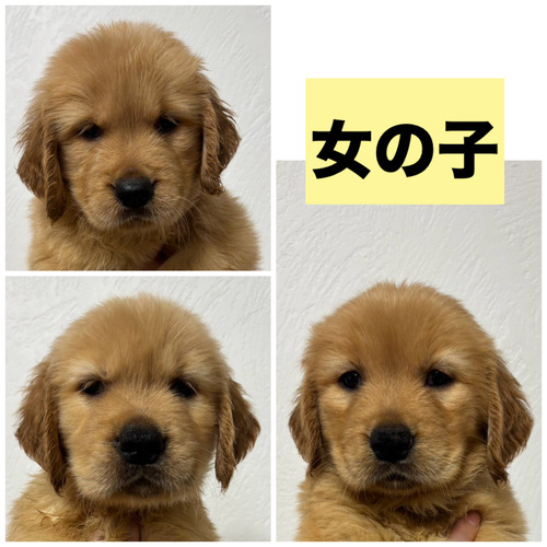 ゴールデン・レトリーバー 犬の販売・譲渡 5316 女の子2頭★6/25までの募集
