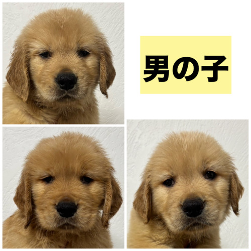 ゴールデン・レトリーバー 犬の販売・譲渡 5317 男の子3頭★6/25までの募集