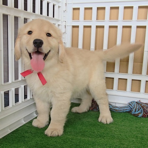 ゴールデン・レトリーバー 犬の販売・譲渡 5321 ◆可愛いく丸々なゴールデン◆