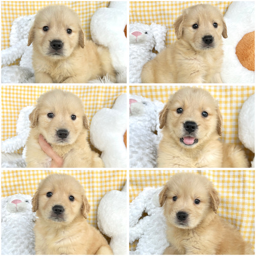 ゴールデン・レトリーバー 犬の販売・譲渡 5327 6姉妹