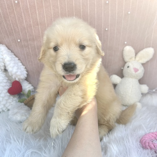 ゴールデン・レトリーバー 犬の販売・譲渡 5328 男の子6、女の子1
