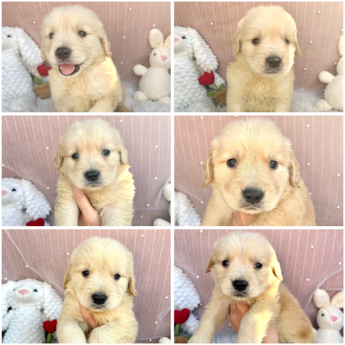 ゴールデン・レトリーバー 犬の販売・譲渡 5329 男の子6、女の子1