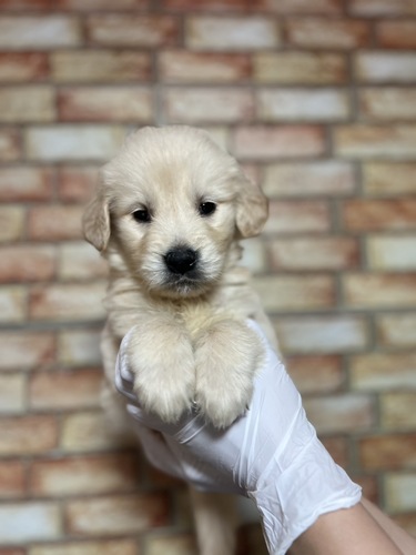 ゴールデン・レトリーバー 犬の販売・譲渡 5330 ゴールデン兄弟2744