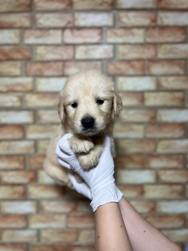 ゴールデン・レトリーバー 犬の販売・譲渡 5331 ゴールデン兄弟1753