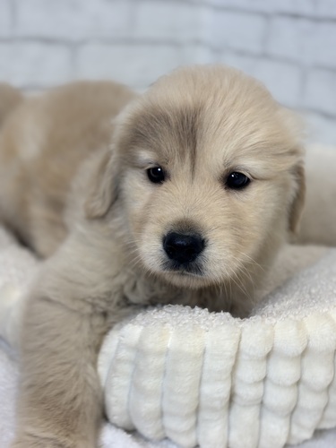 ゴールデン・レトリーバー 犬の販売・譲渡 5332 前髪キュート4235