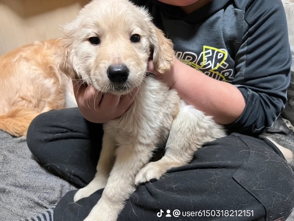 ゴールデン・レトリーバー 犬の販売・譲渡 5337 彼氏系ゴールデン