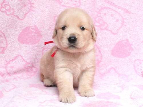 ゴールデン・レトリーバー 犬の販売・譲渡 5338 メッチャ可愛い9兄妹☆両親共に遺伝子検査クリア
