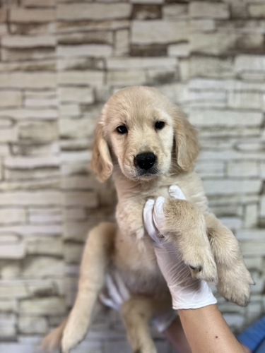 ゴールデン・レトリーバー 犬の販売・譲渡 5341 ゴールデン三姉妹5773