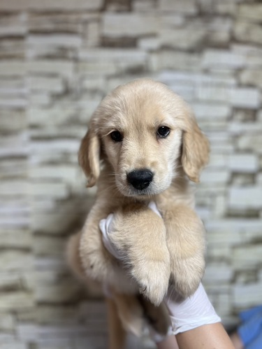 ゴールデン・レトリーバー 犬の販売・譲渡 5343 ゴールデン三姉妹4248