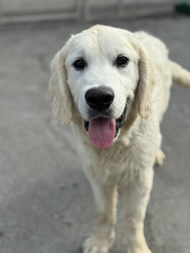 ゴールデン・レトリーバー 犬の販売・譲渡 5345 白いゴールデン