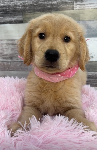 ゴールデン・レトリーバー 犬の販売・譲渡 5347 とっても可愛いゴールデンレトリバー