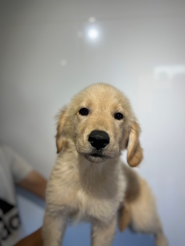 ゴールデン・レトリーバー 犬の販売・譲渡 5348 4394