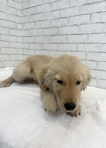 ゴールデン・レトリーバー 犬の販売・譲渡 5351 4597