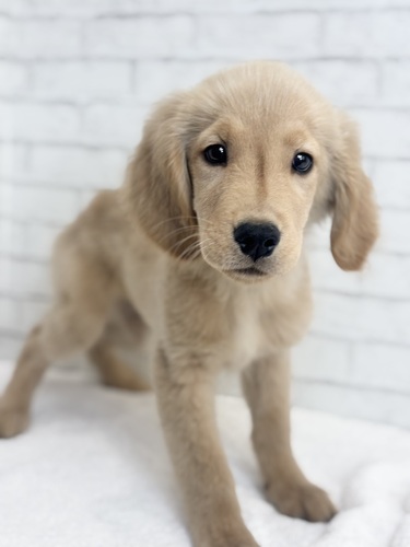 ゴールデン・レトリーバー 犬の販売・譲渡 5352 3104