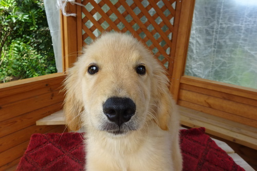 ゴールデン・レトリーバー 犬の販売・譲渡 5353 人が大好き尻尾フリフリ近寄ってきます。