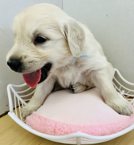 ゴールデン・レトリーバー 犬の販売・譲渡 5354 ホワイトゴールデン