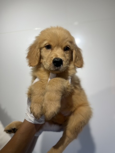 ゴールデン・レトリーバー 犬の販売・譲渡 5358 1638