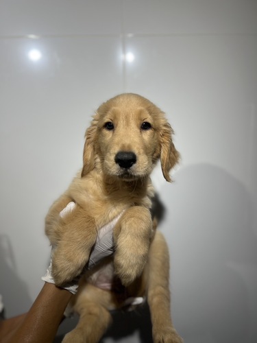 ゴールデン・レトリーバー 犬の販売・譲渡 5361 0387