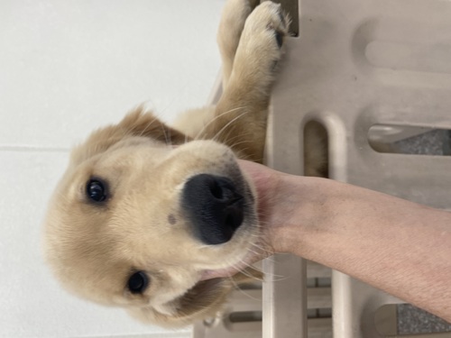 ゴールデン・レトリーバー 犬の販売・譲渡 5368 落ち着きのあるゴールデン男の子