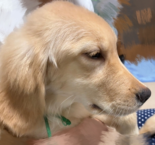 ゴールデン・レトリーバー 犬の販売・譲渡 5369 生後4カ月のゴールデンレトリバーのパピーです