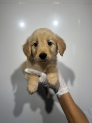 ゴールデン・レトリーバー 犬の販売・譲渡 5372 ゴールデン4834