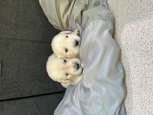 ゴールデン・レトリーバー 犬の販売・譲渡 5377 白に近い綺麗な色です。