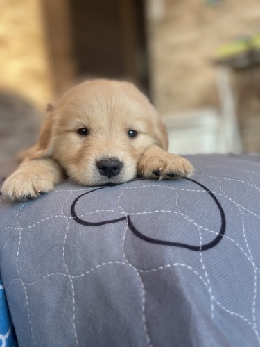 ゴールデン・レトリーバー 犬の販売・譲渡 5381 可愛いらしいゴールデンちゃん✨