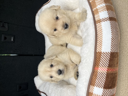 ゴールデン・レトリーバー 犬の販売・譲渡 5384 白っぽいゴールデン