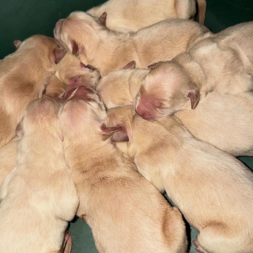 ܂ꂽăSps??11/17`wJn\ ̔̔ 5385