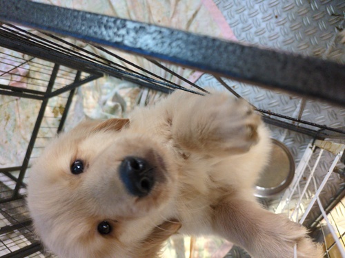 ゴールデン・レトリーバー 犬の販売・譲渡 5389 男の子