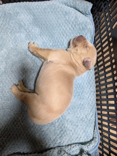 ゴールデン・レトリーバー 犬の販売・譲渡 5396 可愛いゴールデンレトリバーの仔犬