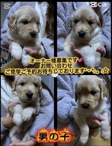 �S�[���f���E���g���[�o�[ ���̔̔��E���n 5397 �����S�[���f���̐Ԃ����