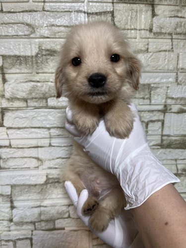 �S�[���f���E���g���[�o�[ ���̔̔��E���n 5399 �S�[���f��4337