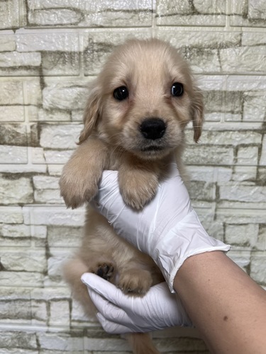 �S�[���f���E���g���[�o�[ ���̔̔��E���n 5401 �S�[���f��3653