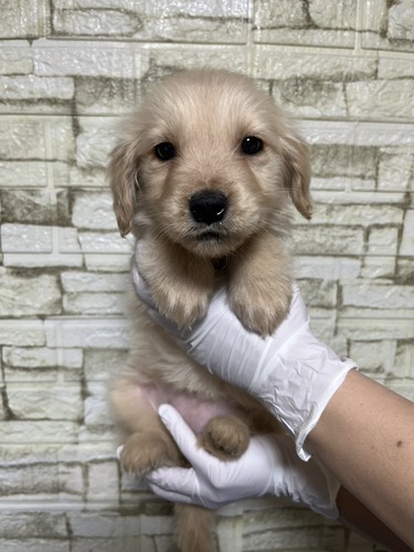 �S�[���f���E���g���[�o�[ ���̔̔��E���n 5402 �S�[���f��3017