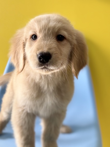 �S�[���f���E���g���[�o�[ ���̔̔��E���n 5403 �S�[���f��3629