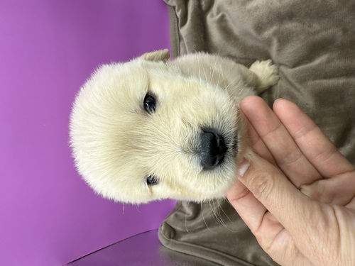 �S�[���f���E���g���[�o�[ ���̔̔��E���n 5404 �����S�[���f���̐Ԃ����